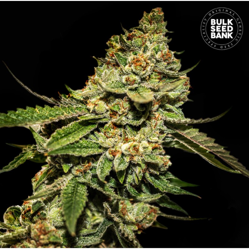 BRUCE BANNER 5 · Bulk Seed Bank · cannabis seeds · Fem