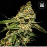 BRUCE BANNER 5 · Bulk Seed Bank · cannabis seeds · Fem