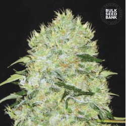 BUBBLEGUM EXTRA · Bulk Seed Bank · cannabis seeds · Fem
