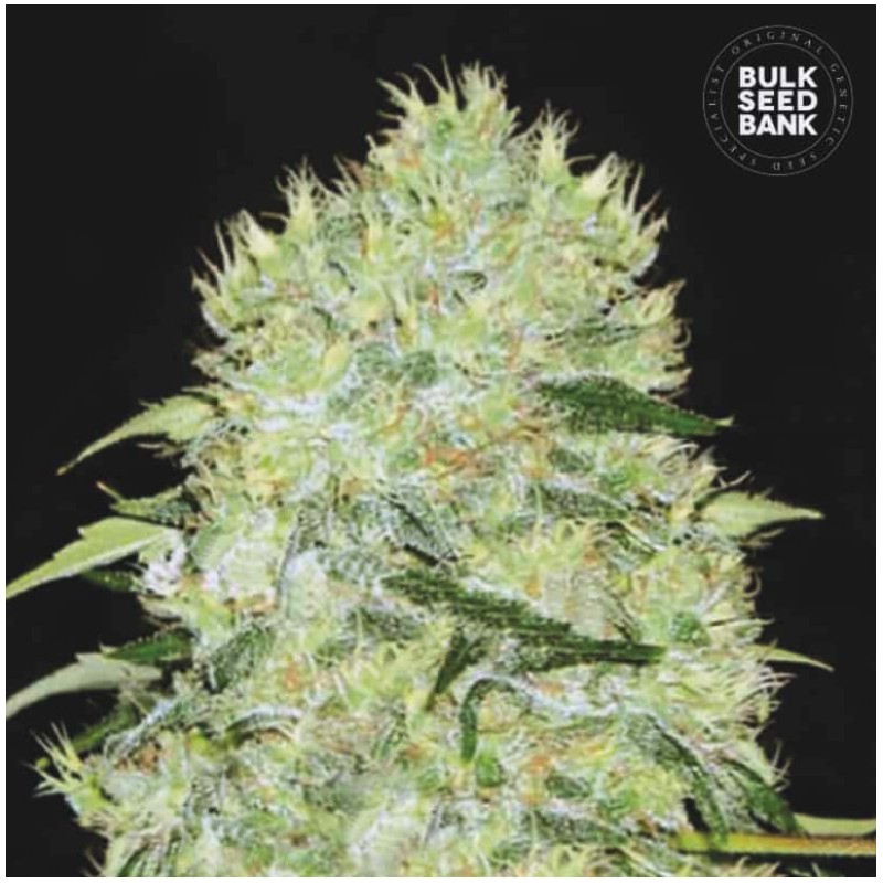 BUBBLEGUM EXTRA · Bulk Seed Bank · cannabis seeds · Fem
