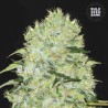 BUBBLEGUM EXTRA · Bulk Seed Bank · cannabis seeds · Fem