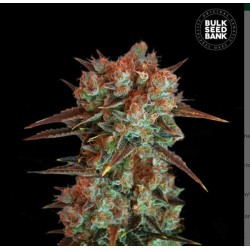 CARAMEL KING · Bulk Seed Bank · kenevir tohum · Fem
