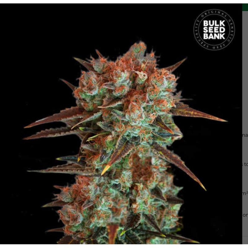 CARAMEL KING · Bulk Seed Bank · kenevir tohum · Fem