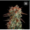 CARAMEL KING · Bulk Seed Bank · kenevir tohum · Fem