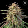 CBD AUTO GUERILLA GLUE · Bulk Seed Bank · kenevir tohum · Auto Fem