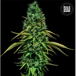 CBD CRITICAL · Bulk Seed Bank · cannabis seeds · Fem