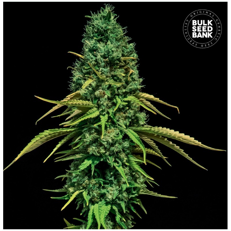 CBD CRITICAL · Bulk Seed Bank · cannabis seeds · Fem