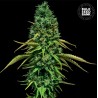 CBD CRITICAL · Bulk Seed Bank · cannabis seeds · Fem