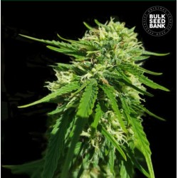 CBD GOOD WILD SHARK · Bulk Seed Bank · cannabis seeds · Fem