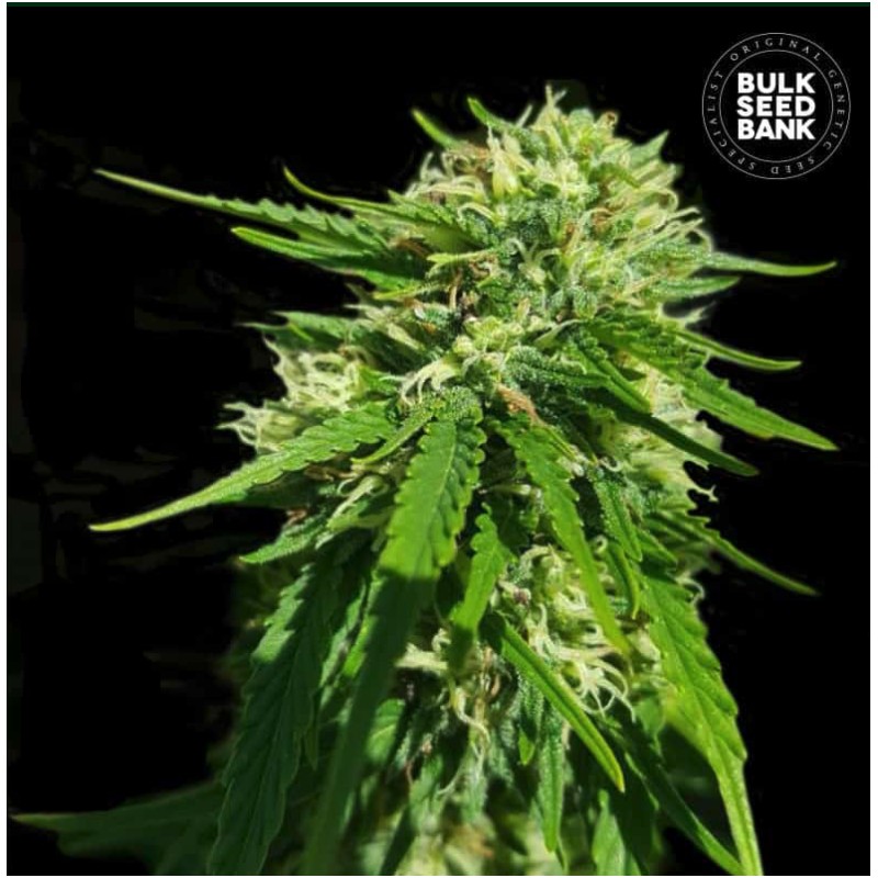 CBD GOOD WILD SHARK · Bulk Seed Bank · kenevir tohum · Fem