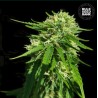 CBD GOOD WILD SHARK · Bulk Seed Bank · kenevir tohum · Fem