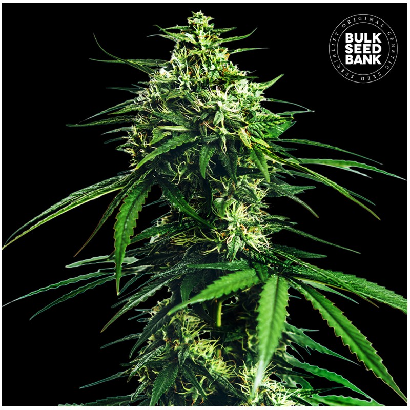 CBD INDICA KING · Bulk Seed Bank · cannabis seeds · Fem