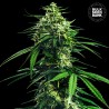 CBD INDICA KING · Bulk Seed Bank · cannabis seeds · Fem