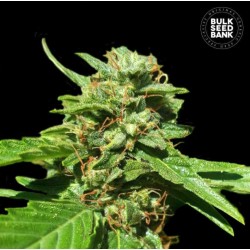 CBD NEPAL GOLD · Bulk Seed Bank · kenevir tohum · Fem