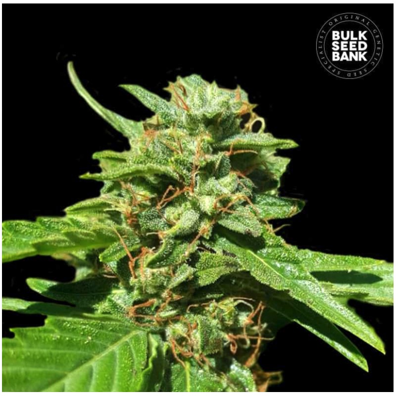 CBD NEPAL GOLD · Bulk Seed Bank · cannabis seeds · Fem