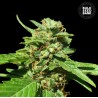 CBD NEPAL GOLD · Bulk Seed Bank · kenevir tohum · Fem