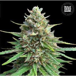 CBD SATIVA KING · Bulk Seed Bank · kenevir tohum · Fem