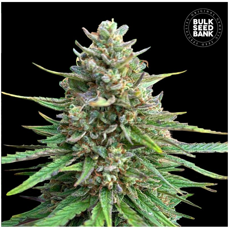 CBD SATIVA KING · Bulk Seed Bank · kenevir tohum · Fem