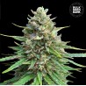 CBD SATIVA KING · Bulk Seed Bank · cannabis seeds · Fem
