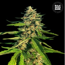 CBG CRITICAL MASS · Bulk Seed Bank · cannabis seeds · Fem