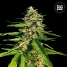 CBG CRITICAL MASS · Bulk Seed Bank · cannabis seeds · Fem
