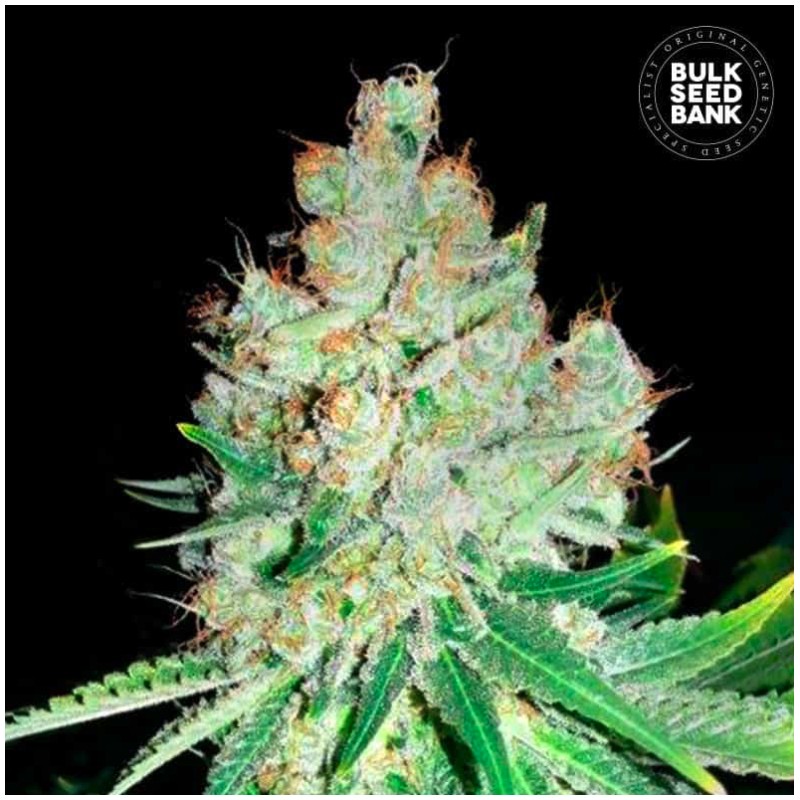 CHEESE · Bulk Seed Bank · kenevir tohum · Fem