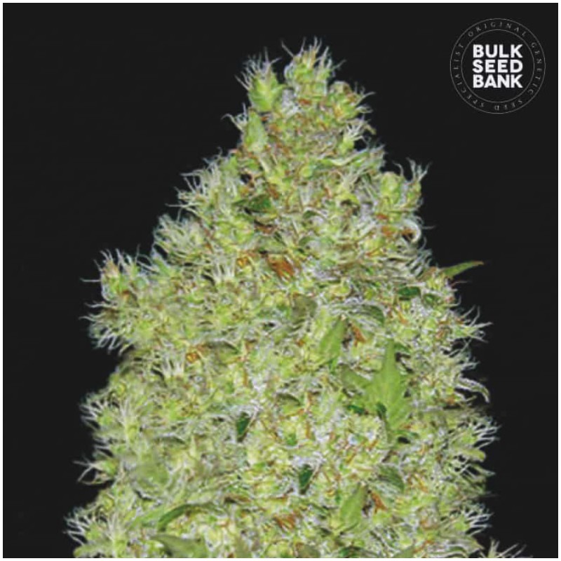 CHRONICAL · Bulk Seed Bank · kenevir tohum · Fem