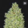 CHRONICAL · Bulk Seed Bank · cannabis seeds · Fem