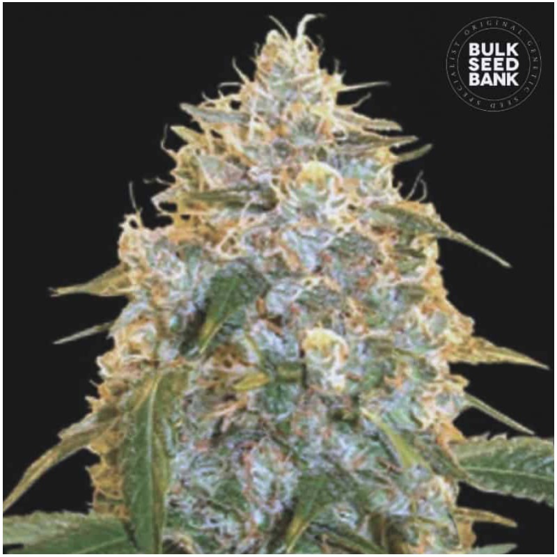 COCOPOPO · Bulk Seed Bank · kenevir tohum · Fem