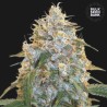 COCOPOPO · Bulk Seed Bank · cannabis seeds · Fem