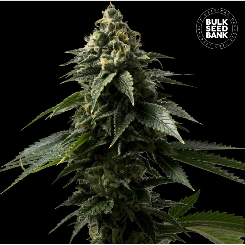COFFE ROCKET · Bulk Seed Bank · cannabis seeds · Fem