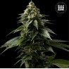 COFFE ROCKET · Bulk Seed Bank · kenevir tohum · Fem