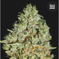 CRITICAL · Bulk Seed Bank · kenevir tohum · Fem