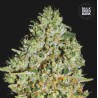 CRITICAL · Bulk Seed Bank · kenevir tohum · Fem