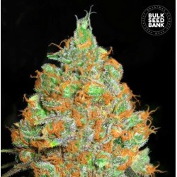 CRITICAL MASS · Bulk Seed Bank · kenevir tohum · Fem