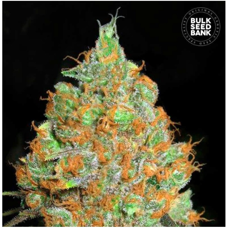 CRITICAL MASS · Bulk Seed Bank · kenevir tohum · Fem