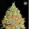 CRITICAL MASS · Bulk Seed Bank · kenevir tohum · Fem