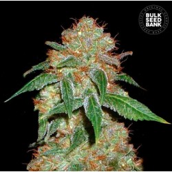 DARK DOMINA · Bulk Seed Bank · cannabis seeds · Fem