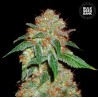 DARK DOMINA · Bulk Seed Bank · cannabis seeds · Fem