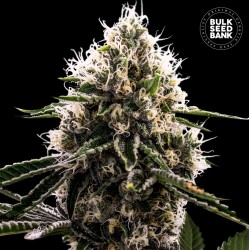 DOSIDOS ROCKETOS · Bulk Seed Bank · cannabis seeds · Fem