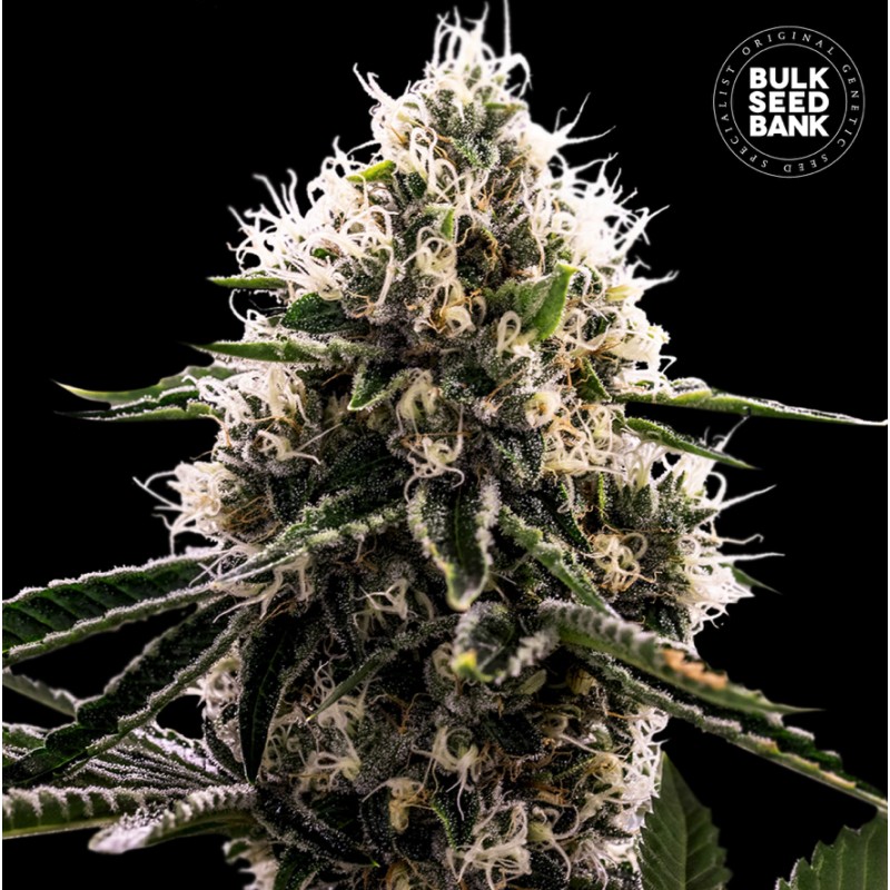 DOSIDOS ROCKETOS · Bulk Seed Bank · kenevir tohum · Fem