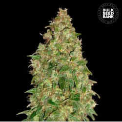 DUBAI POISON · Bulk Seed Bank · kenevir tohum · Fem