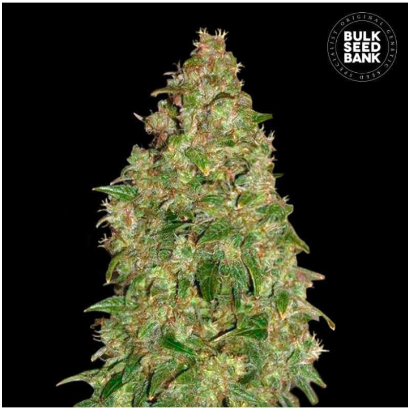 DUBAI POISON · Bulk Seed Bank · cannabis seeds · Fem