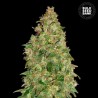 DUBAI POISON · Bulk Seed Bank · kenevir tohum · Fem