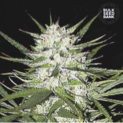 EARLY TOP SKUNK · Bulk Seed Bank · cannabis seeds · Fem