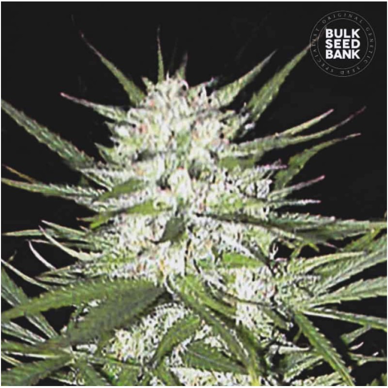 EARLY TOP SKUNK · Bulk Seed Bank · kenevir tohum · Fem