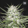EARLY TOP SKUNK · Bulk Seed Bank · kenevir tohum · Fem