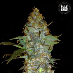 EUFORIA SPECIAL · Bulk Seed Bank · kenevir tohum · Fem