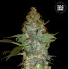 EUFORIA SPECIAL · Bulk Seed Bank · cannabis seeds · Fem