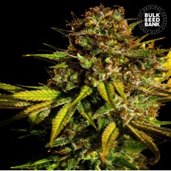 EXTRA MINTZ · Bulk Seed Bank · cannabis seeds · Fem